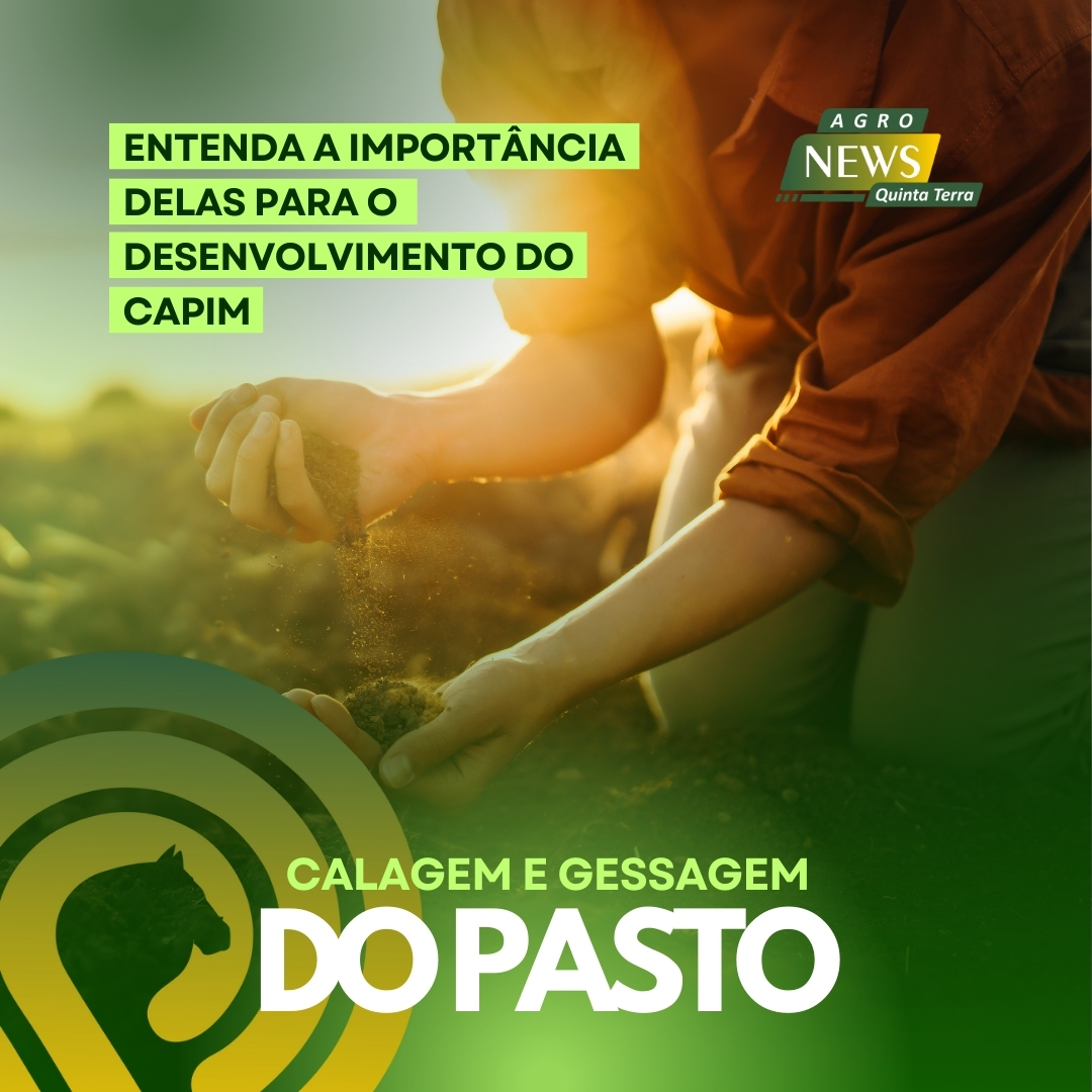 Desenvolvimento do capim