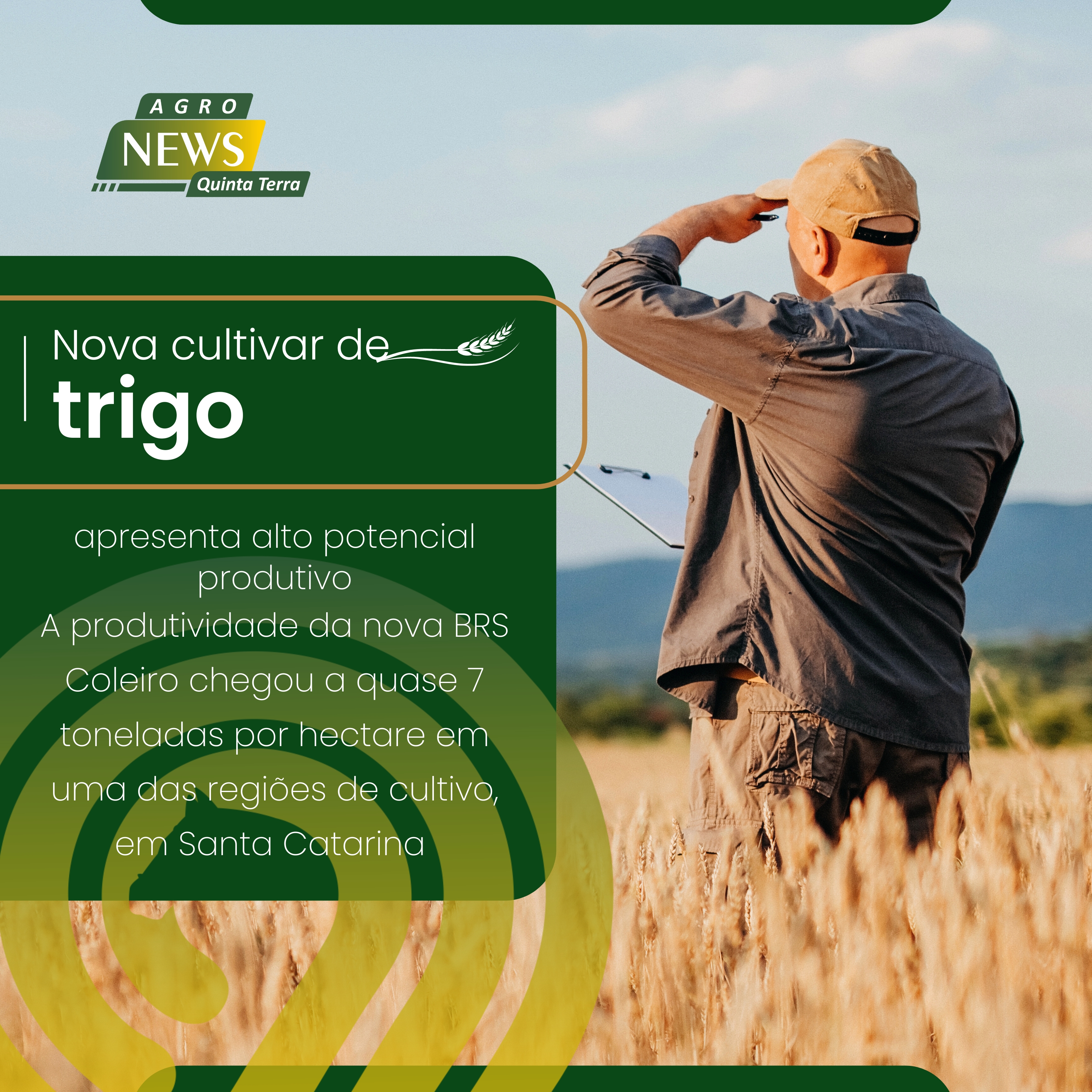 Nova cultivar de trigo