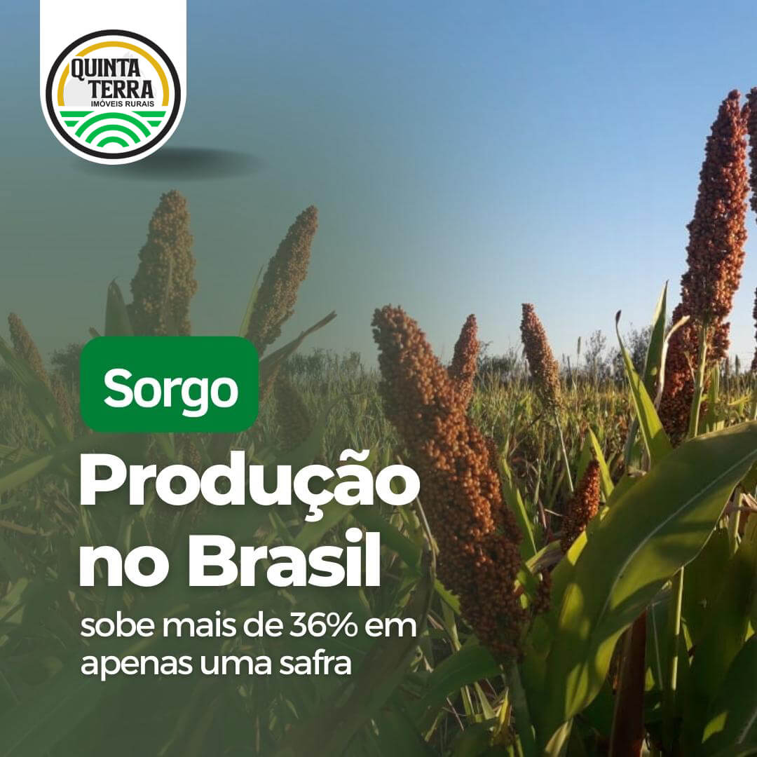 Sorgo - Produção no Brasil