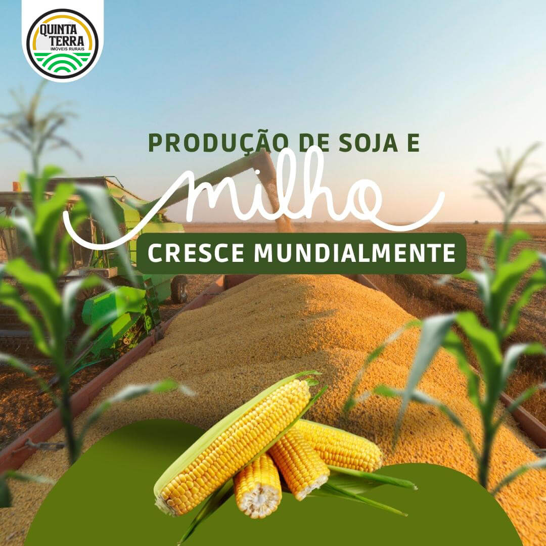 Produção de soja e miho cresce mundialmente