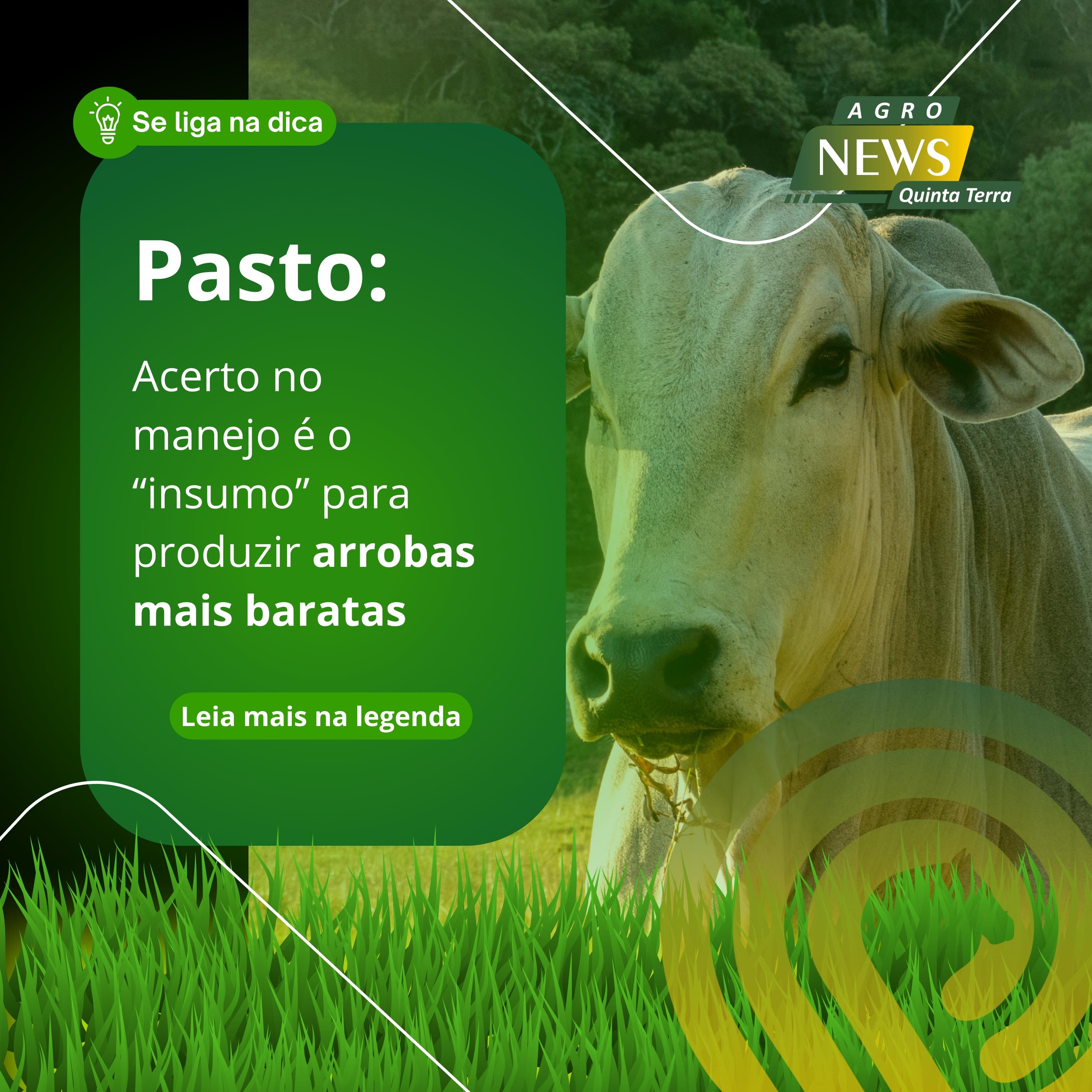 Pasto: Acerto no manejo é o "insumo"